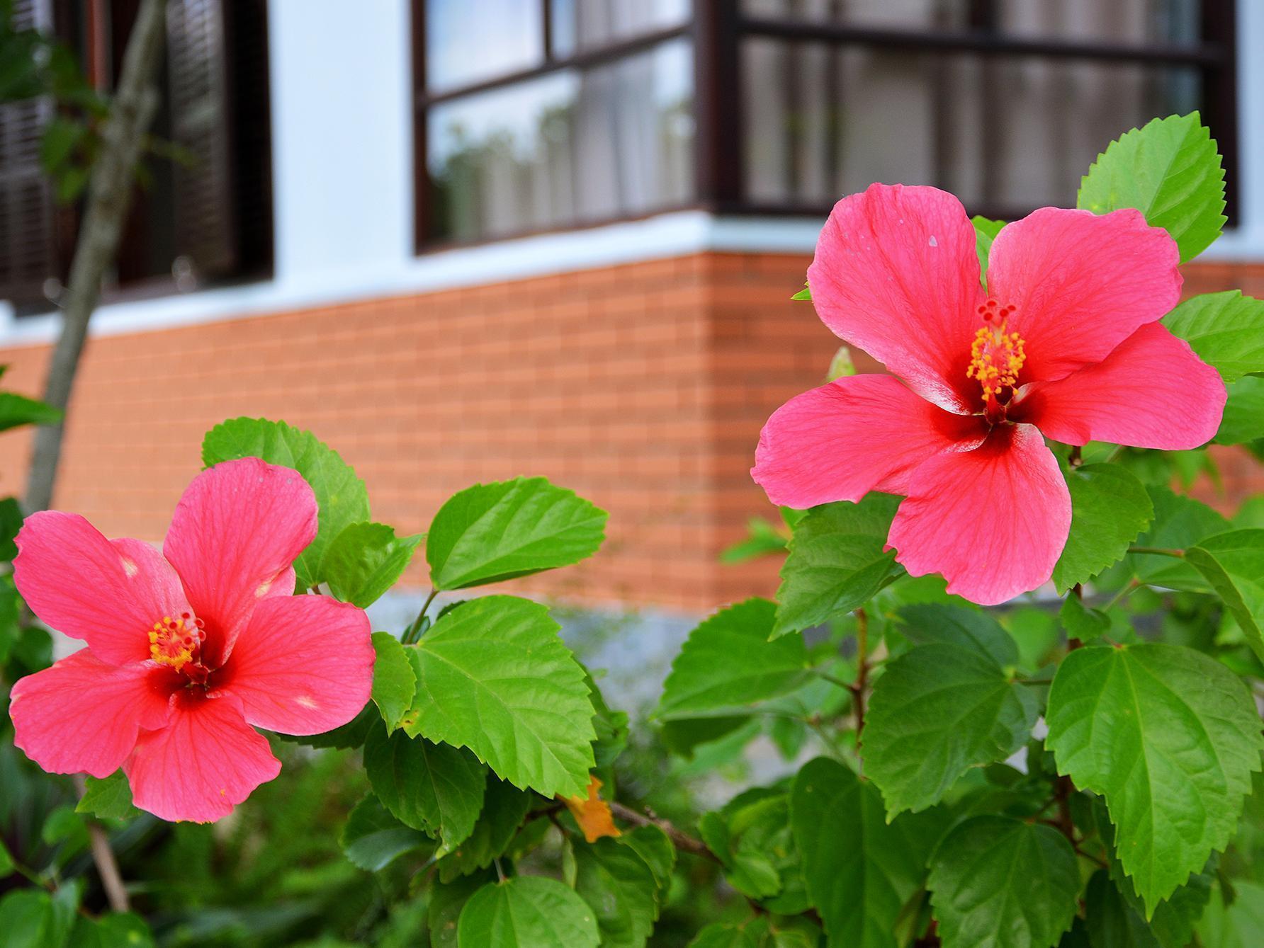 Garden Aroma Homestay ฮอยอัน ภายนอก รูปภาพ