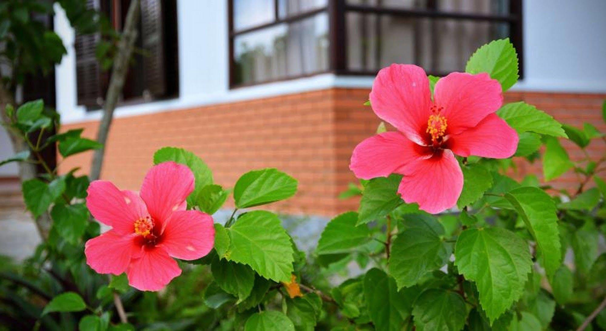 Garden Aroma Homestay ฮอยอัน ภายนอก รูปภาพ