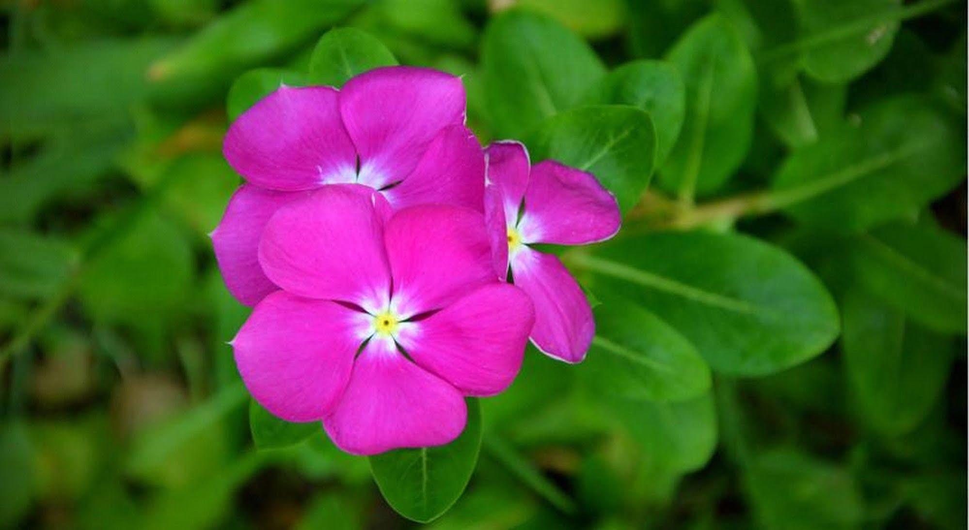 Garden Aroma Homestay ฮอยอัน ภายนอก รูปภาพ