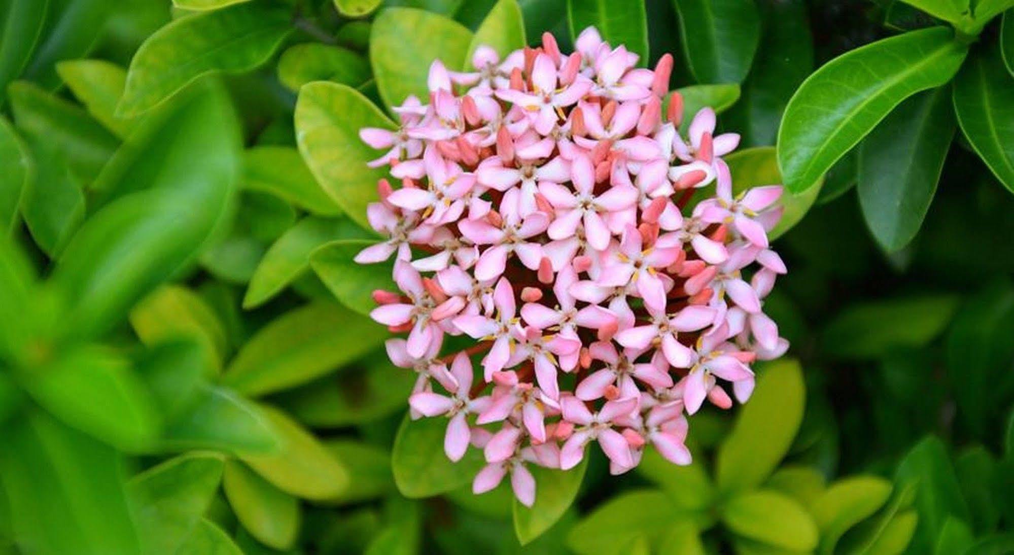 Garden Aroma Homestay ฮอยอัน ภายนอก รูปภาพ